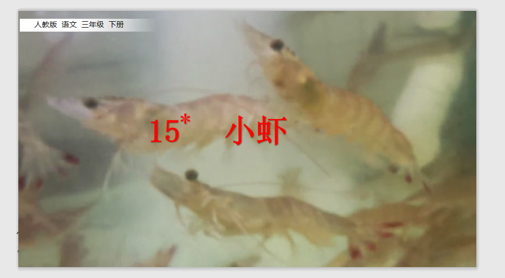[课件]15 小虾